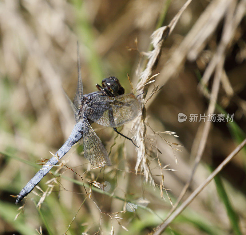 龙骨Skimmer (Orthetrum coerulescens)雄性